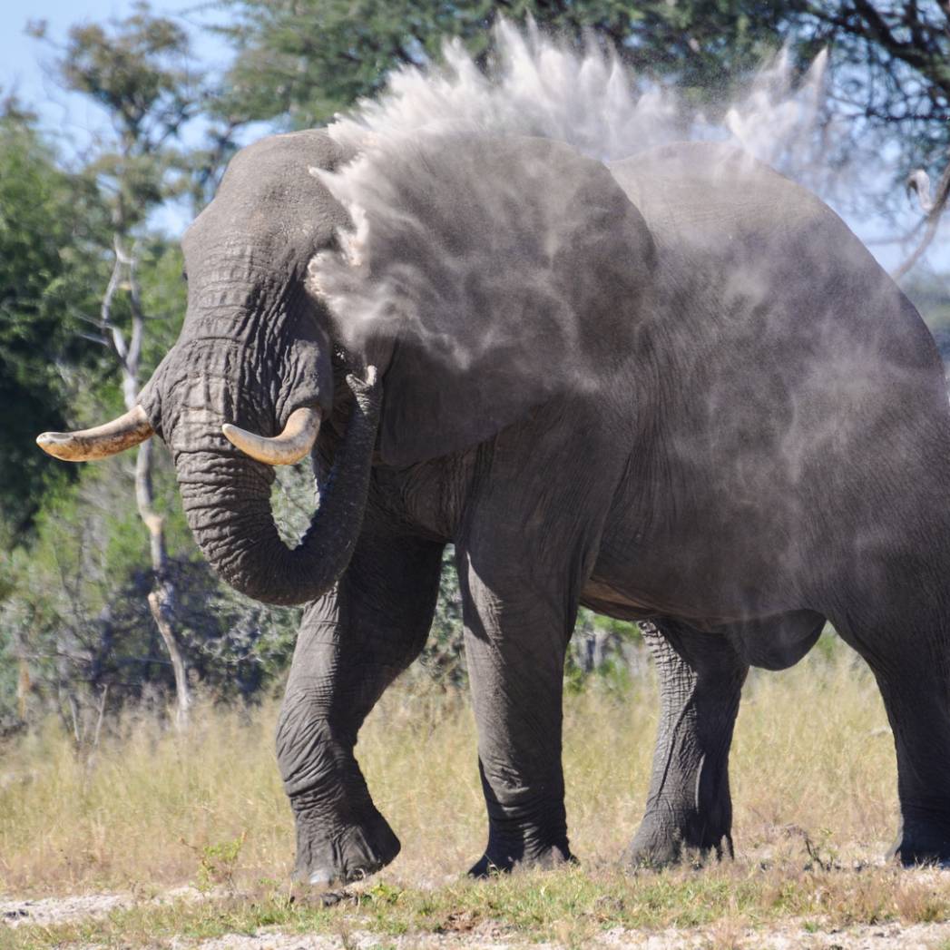 Wilds of Zimbabwe Safari