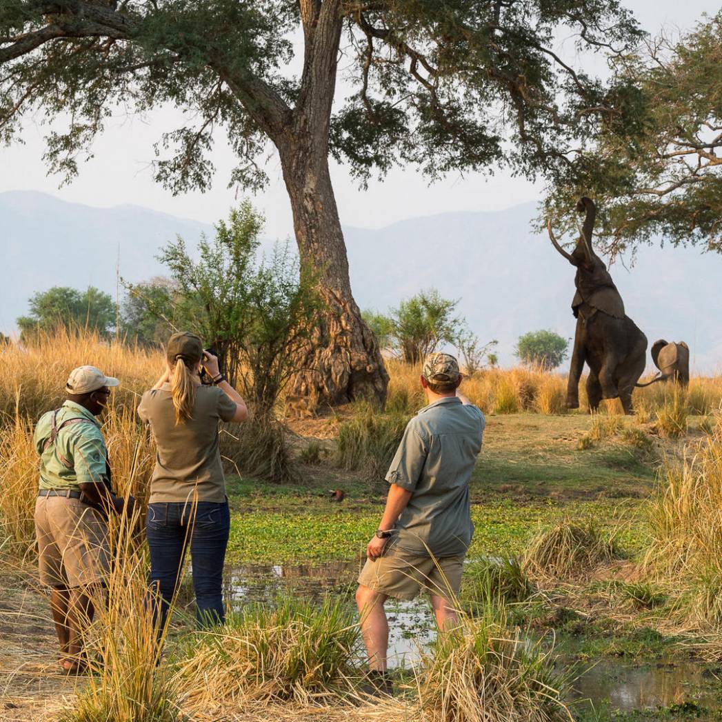 Zimbabwe and Botswana Safari