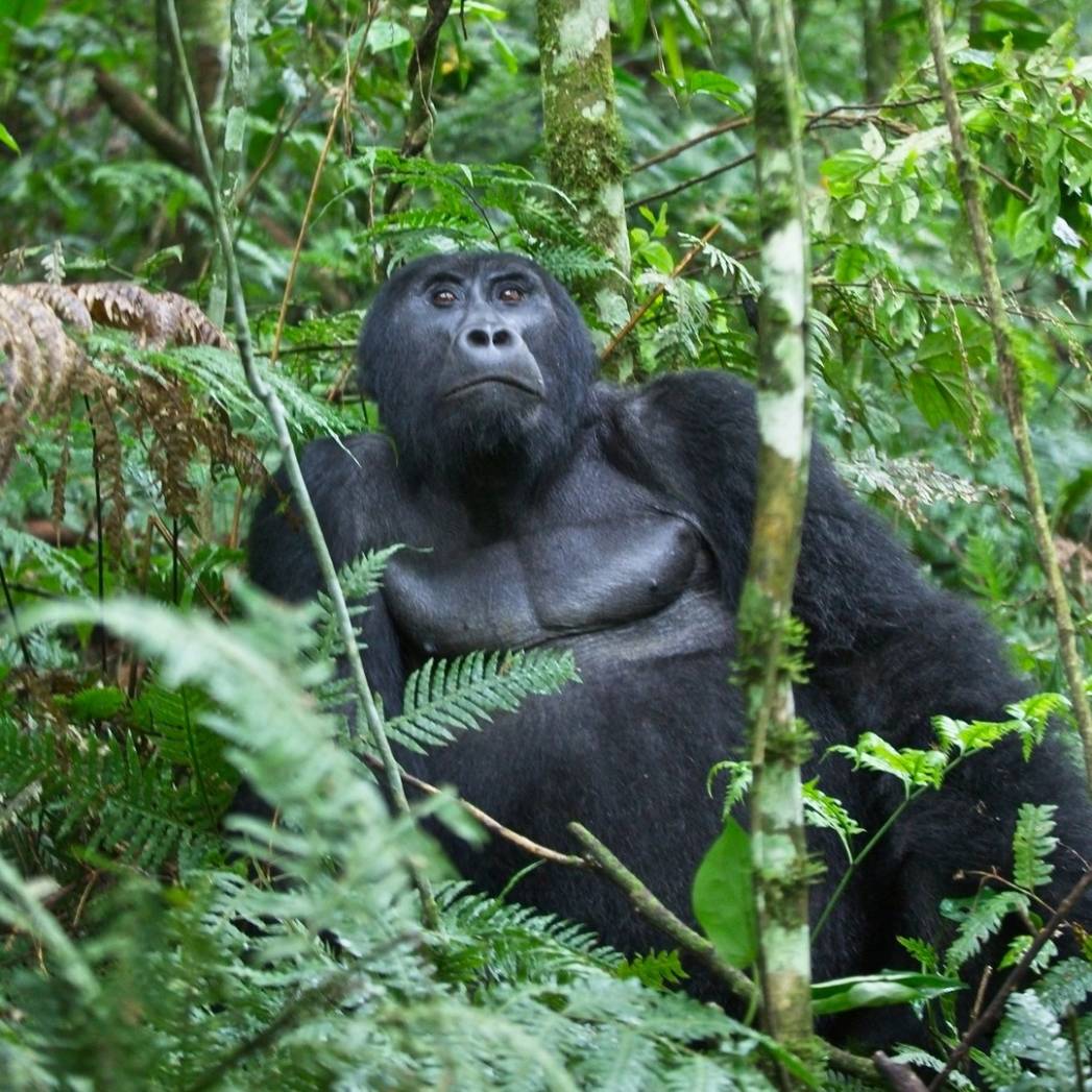 Rwanda Gorilla Trekking Extension