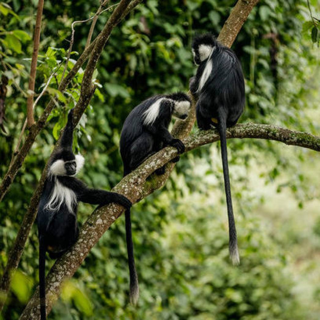 Rwanda Chimpanzee and Gorilla Safari