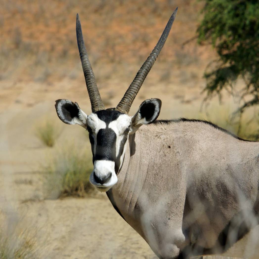 Ultimate Namibia Safari