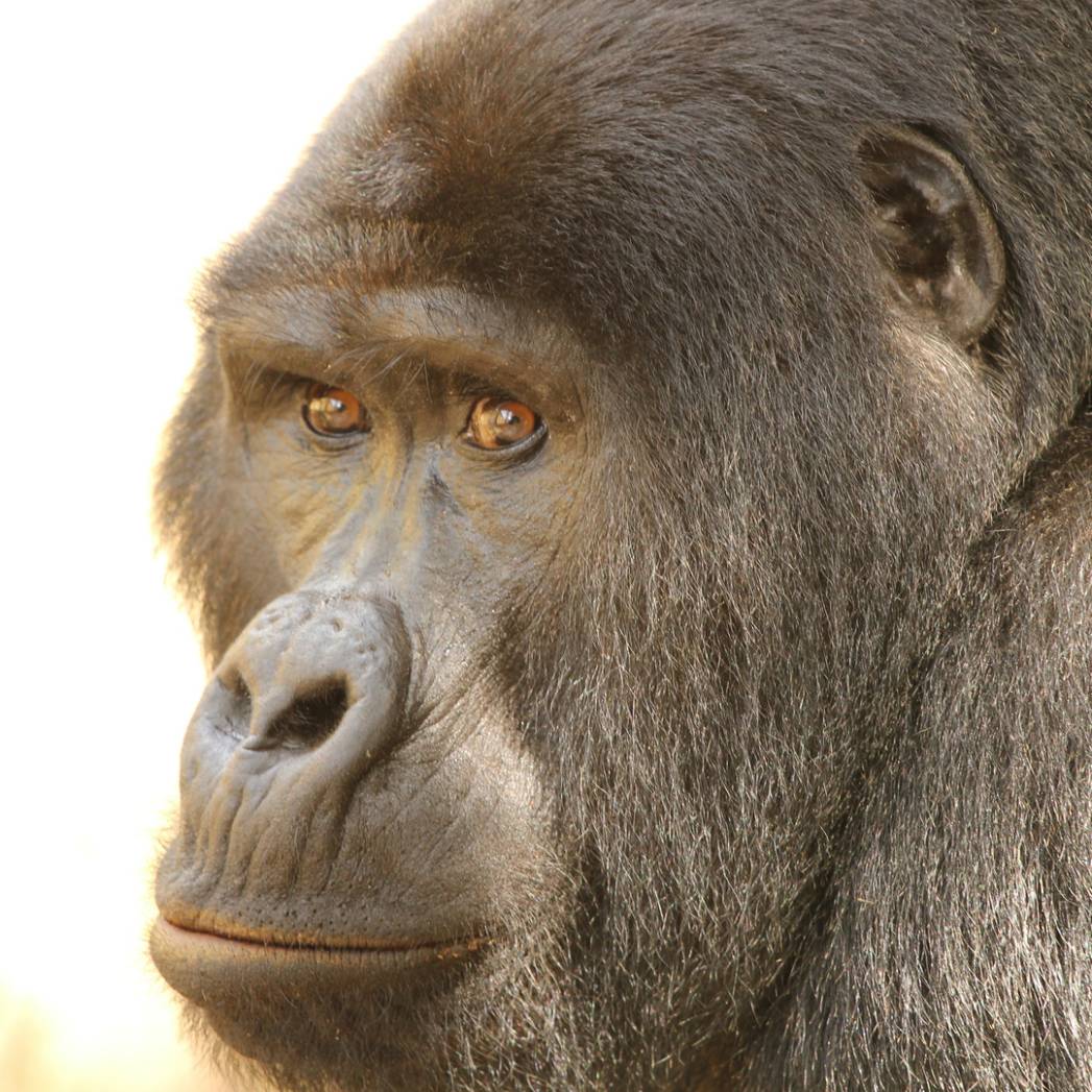Classic Uganda Gorilla Safari