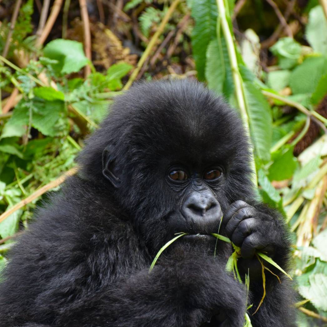 Uganda Gorilla Trekking Extension